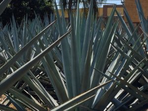 Did you know? Agave is more than just syrup