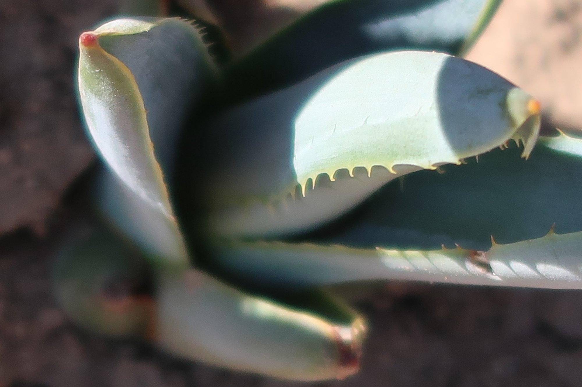 Choosing Between Agave Syrup 55-Gallon Drums, IBC Totes, or Cardboard Totes cover