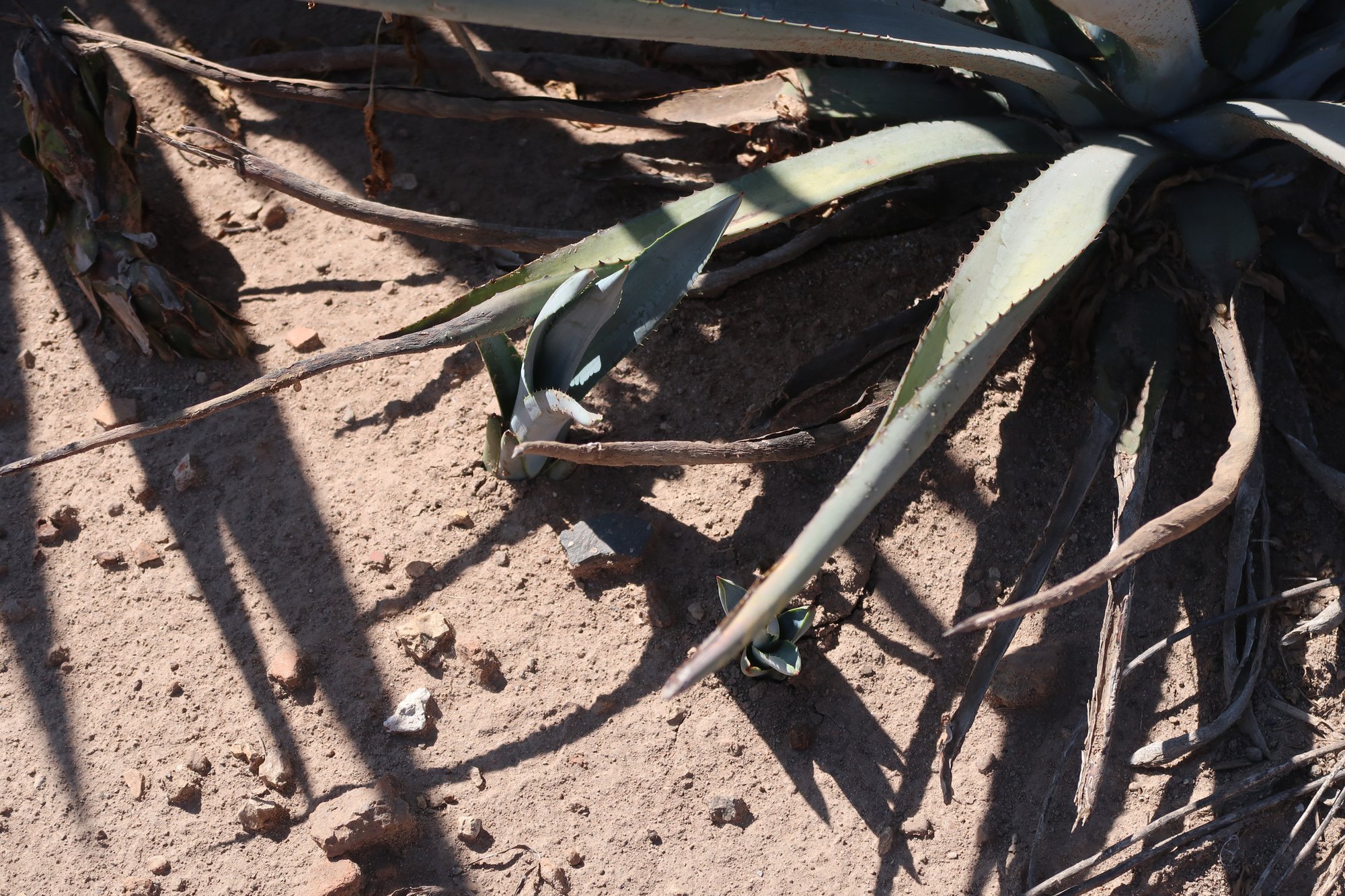 What Food & Beverage Leaders Should Know About Agave Syrup MOQ and Lead Times cover What Food & Beverage Leaders Should Know About Agave Syrup MOQ and Lead Times cover