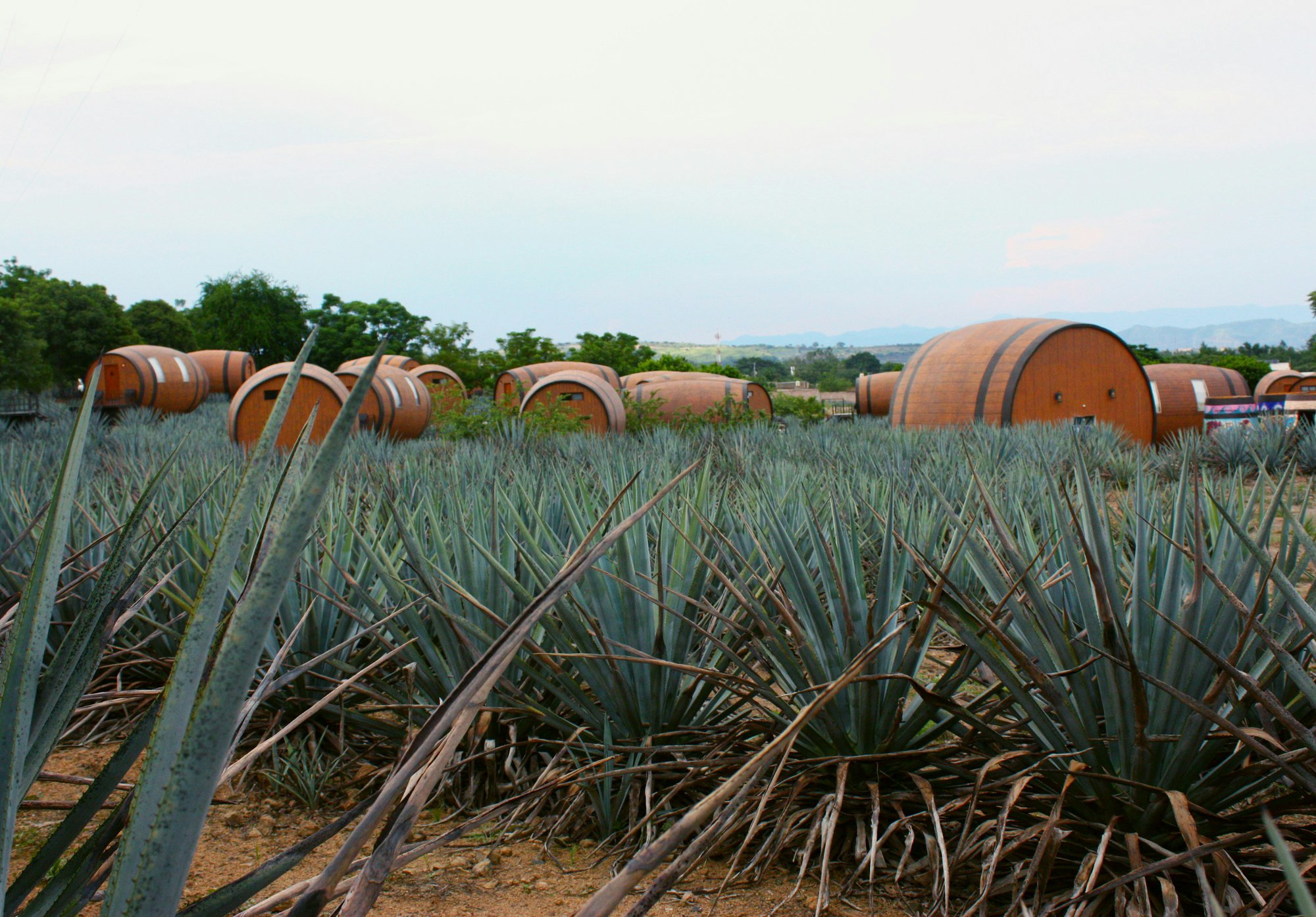 Agave Wine in Bulk: A Growing Trend for Beverage Innovators cover