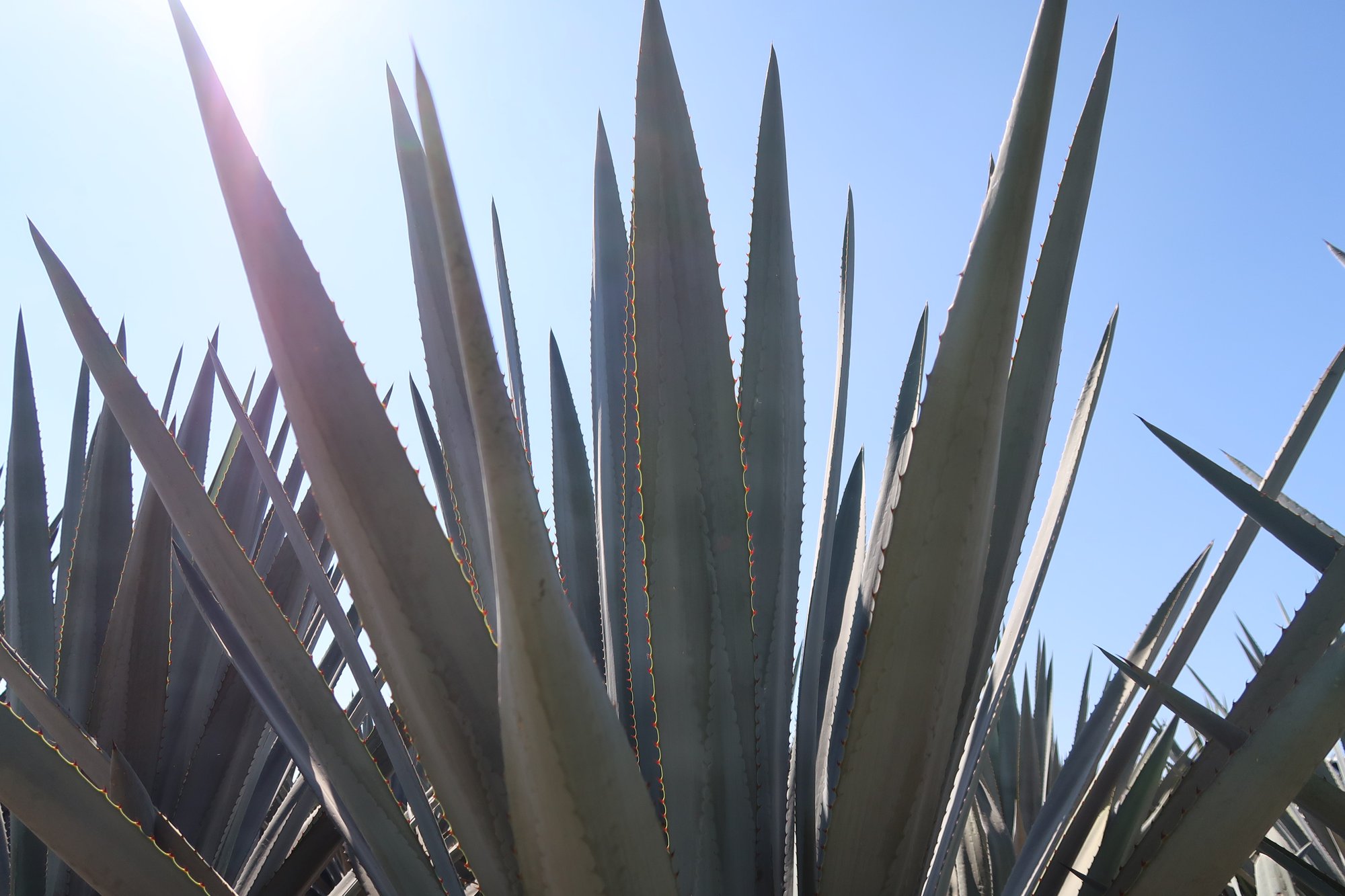 Agave Spirits Supplier Checklist: What to Look for in a Partner cover Agave Spirits Supplier Checklist: What to Look for in a Partner cover