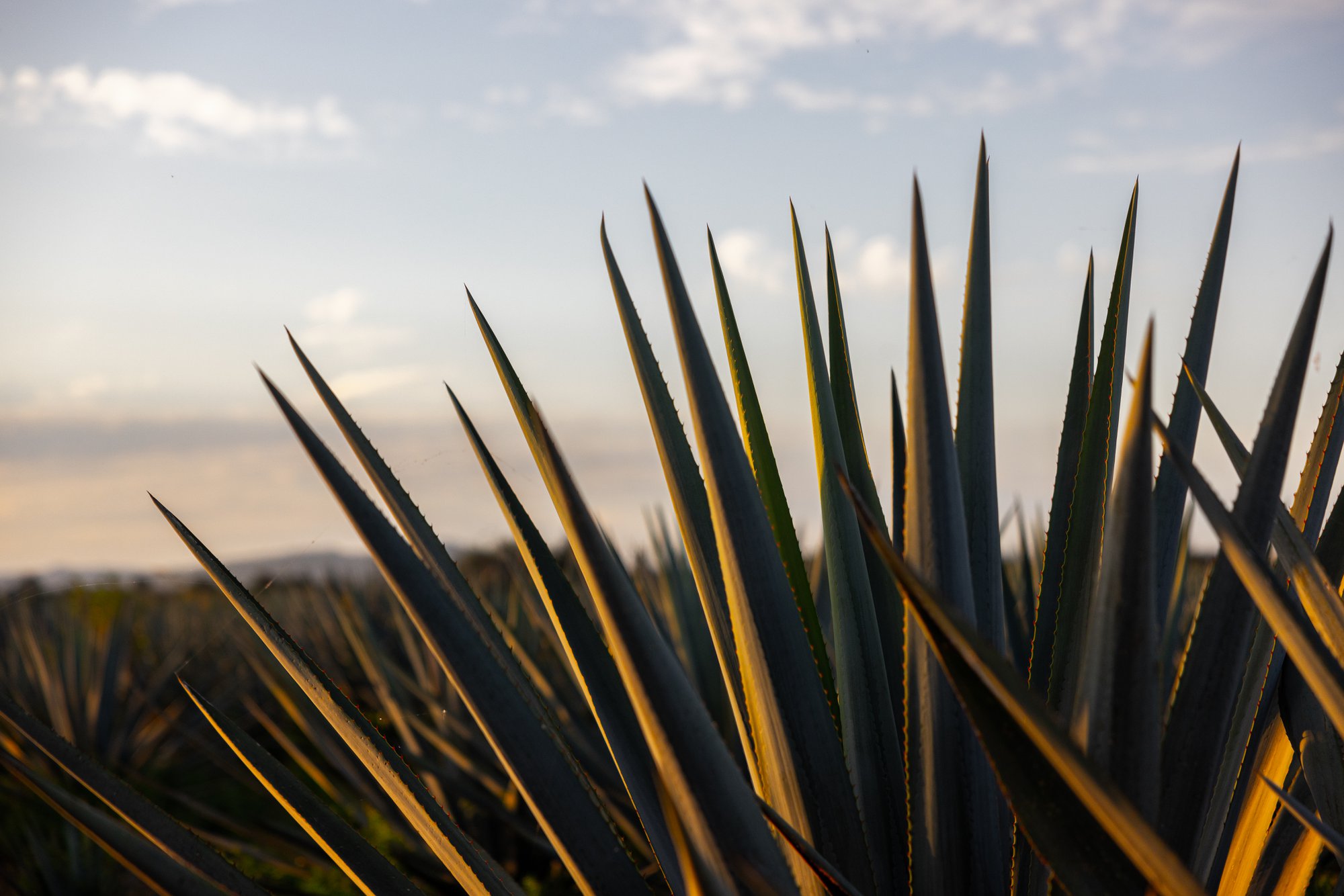 Why Agave Syrup’s Low Glycemic Index (17) Makes It a Superior Ingredient cover