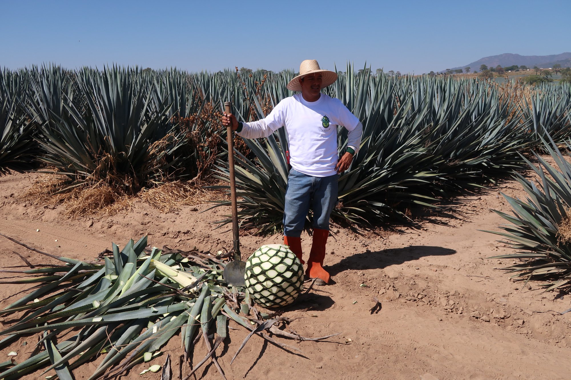 agave ingredients