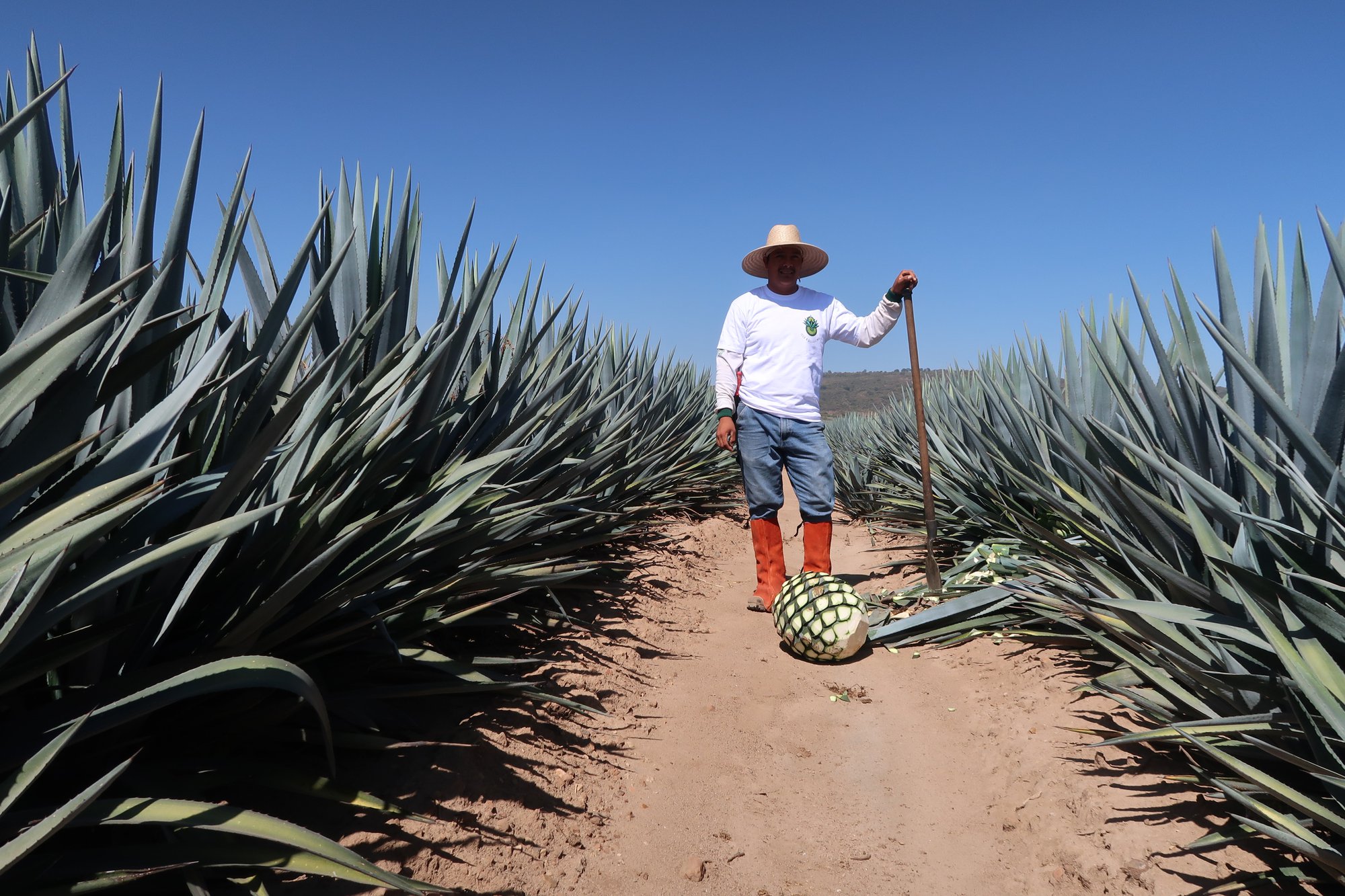 Navigating the Agave Market: How to Identify a Reliable Supplier in a Crowded Industry