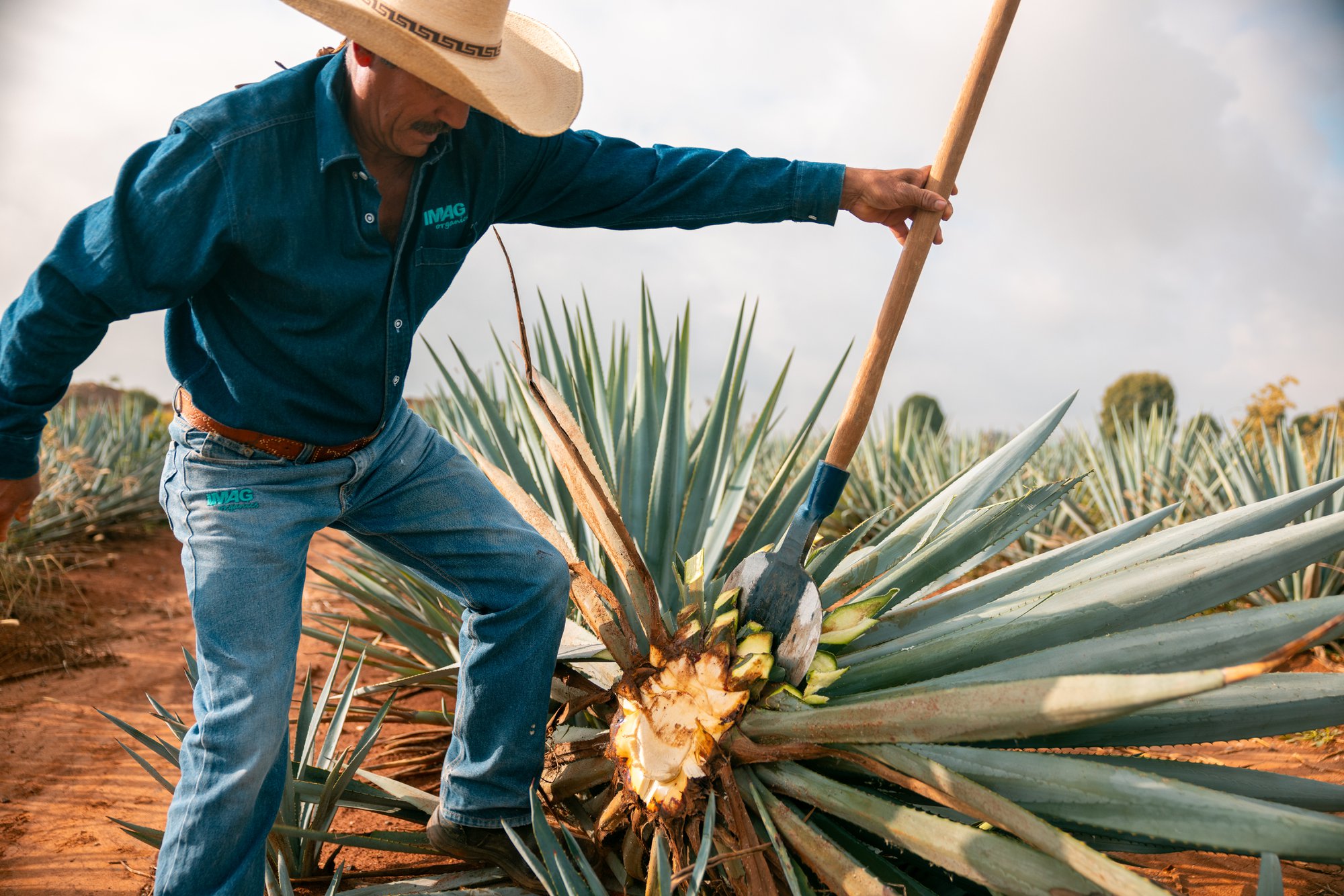 What Sets Premium Agave Spirits Apart from Standard Options