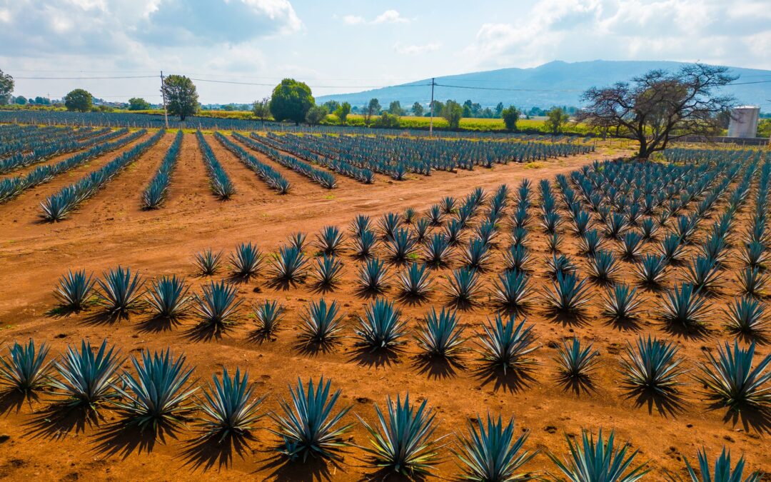 bulk agave inulin powder