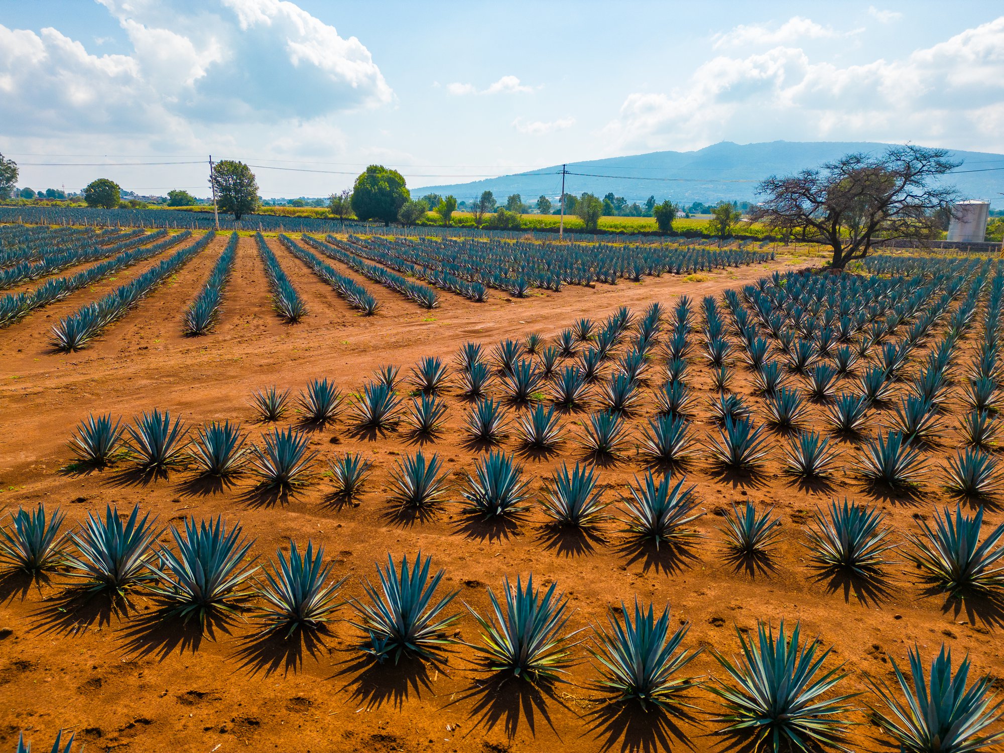 bulk agave inulin powder