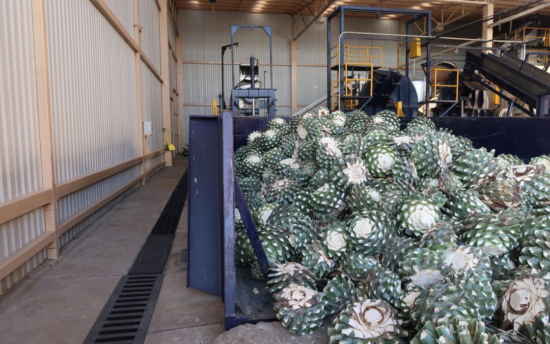 Bulk Agave Inulin Powder: Unlocking Functional Benefits for Food Brands