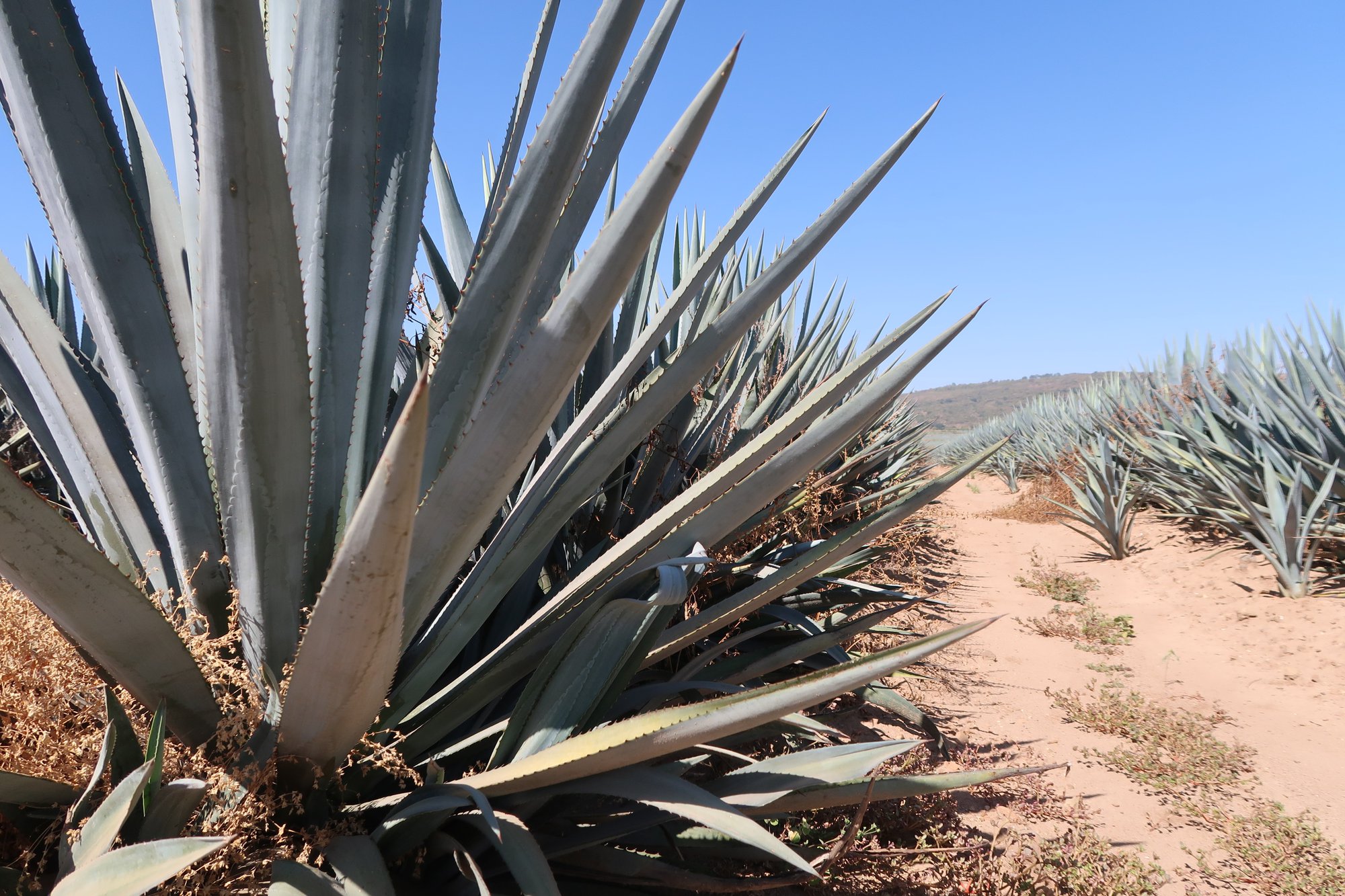 How Bulk Agave Inulin Can Enhance Dairy and Plant-Based Products