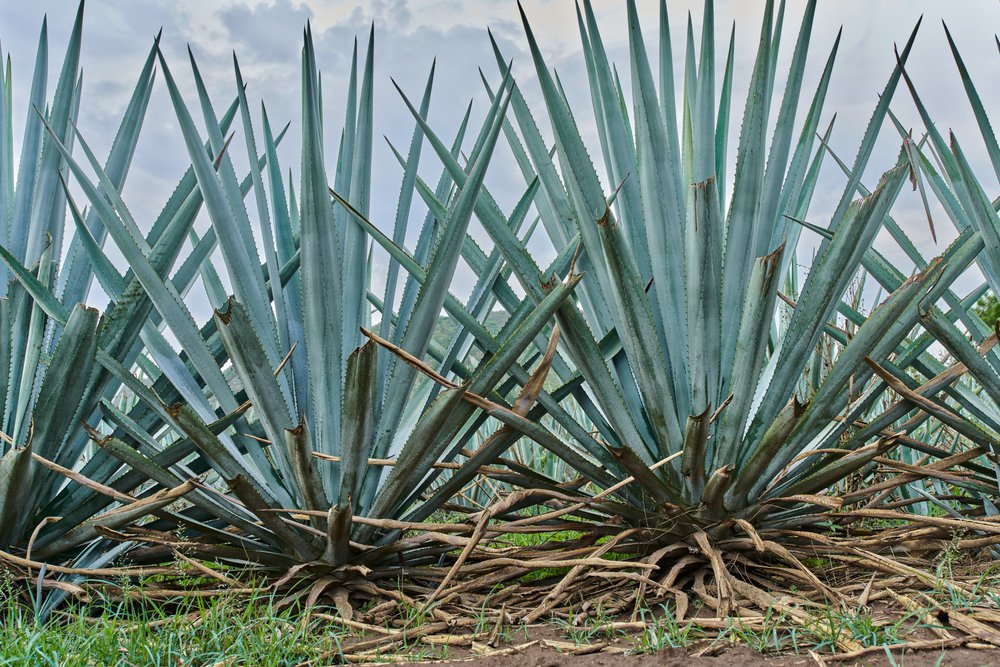 Incorporating Agave Inulin in Beverages for Added Functionality