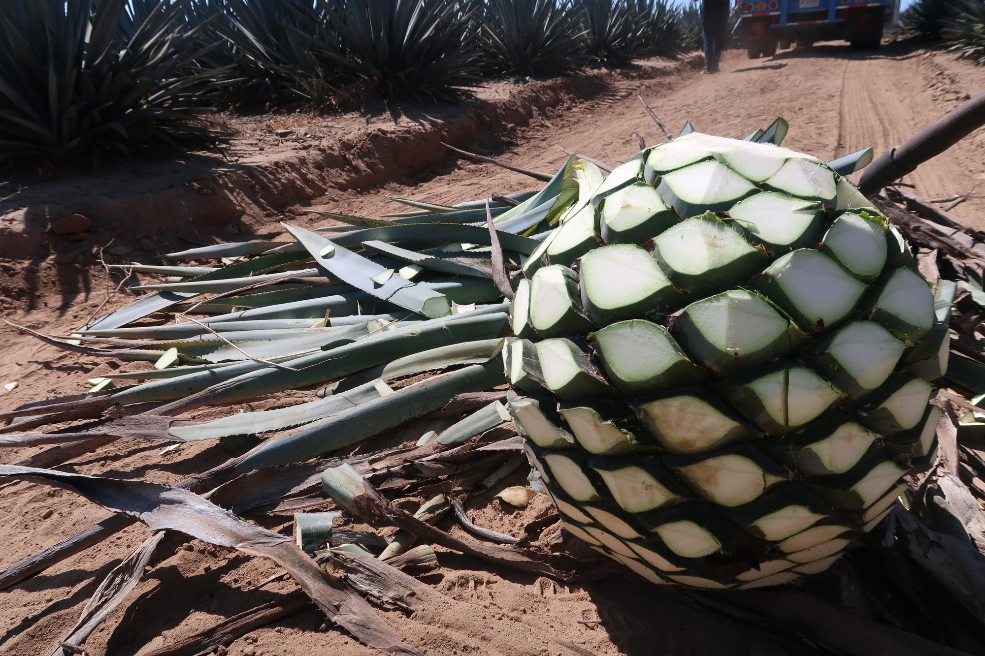Reducing Sugar While Maintaining Flavor: Agave Syrup Solutions for Food Manufacturers