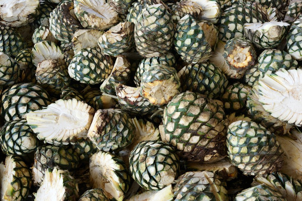 Private Label Agave Spirits: Opportunities and Considerations for Small Producers