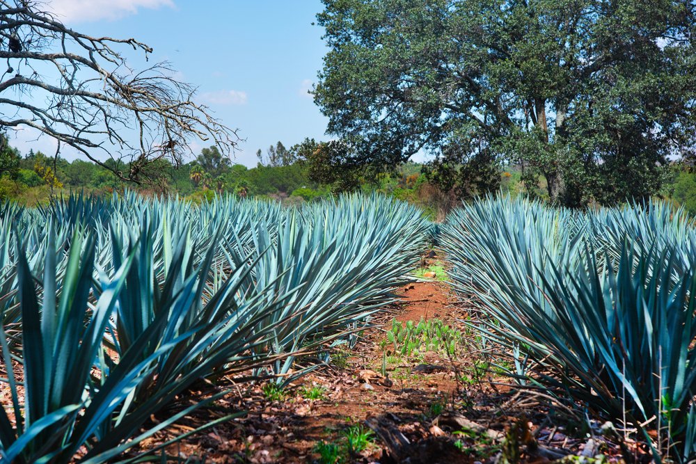 How Food and Beverage Manufacturers Can Stay Competitive with Agave Products