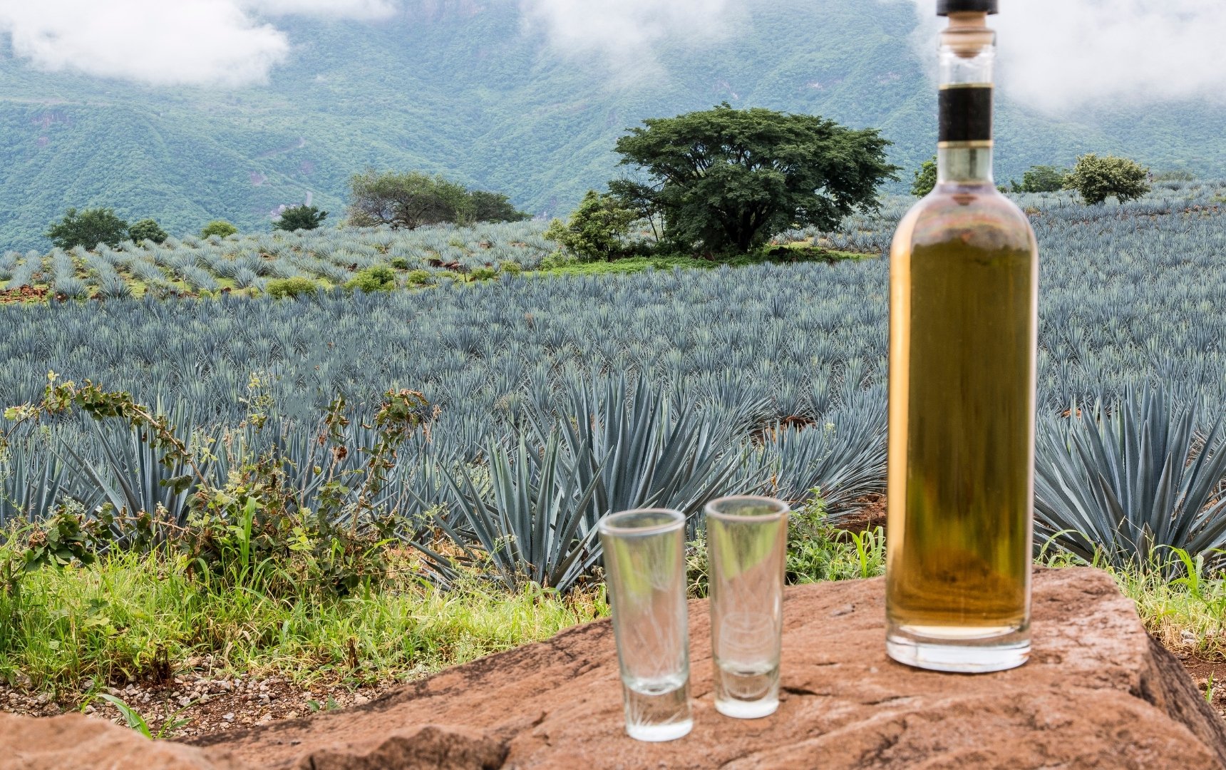 ​Private Label Agave Spirits: Emerging Opportunities for Beverage Brands