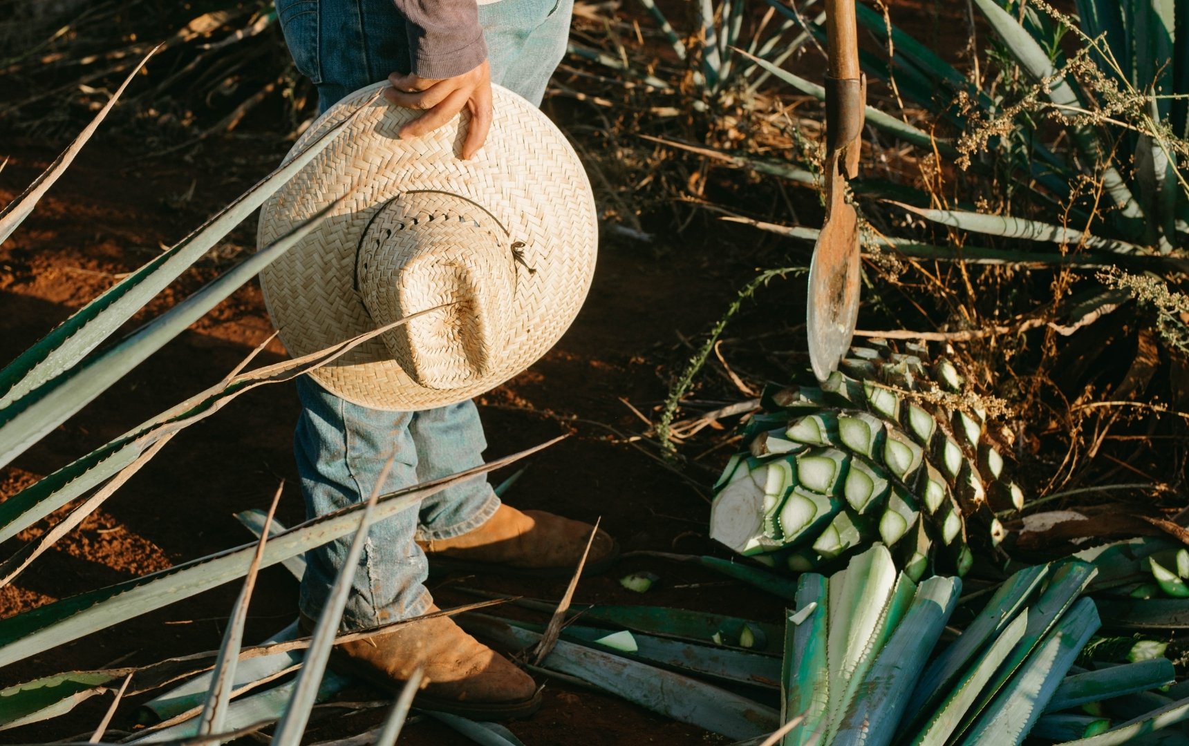 ​Predicting Agave Market Trends: What Beverage Producers Should Know