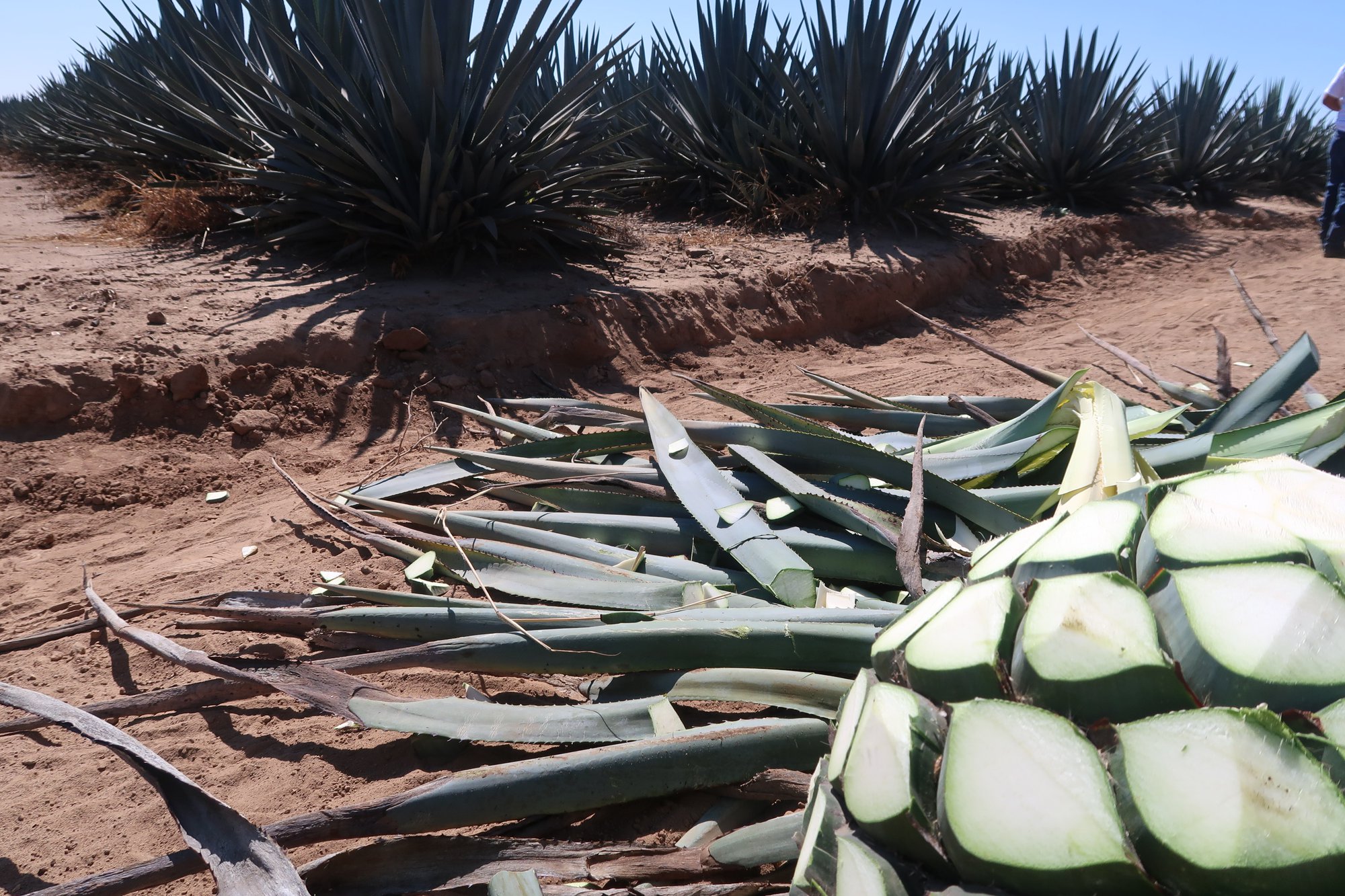 ​Sustainability in Agave Production: What Beverage Companies Should Consider