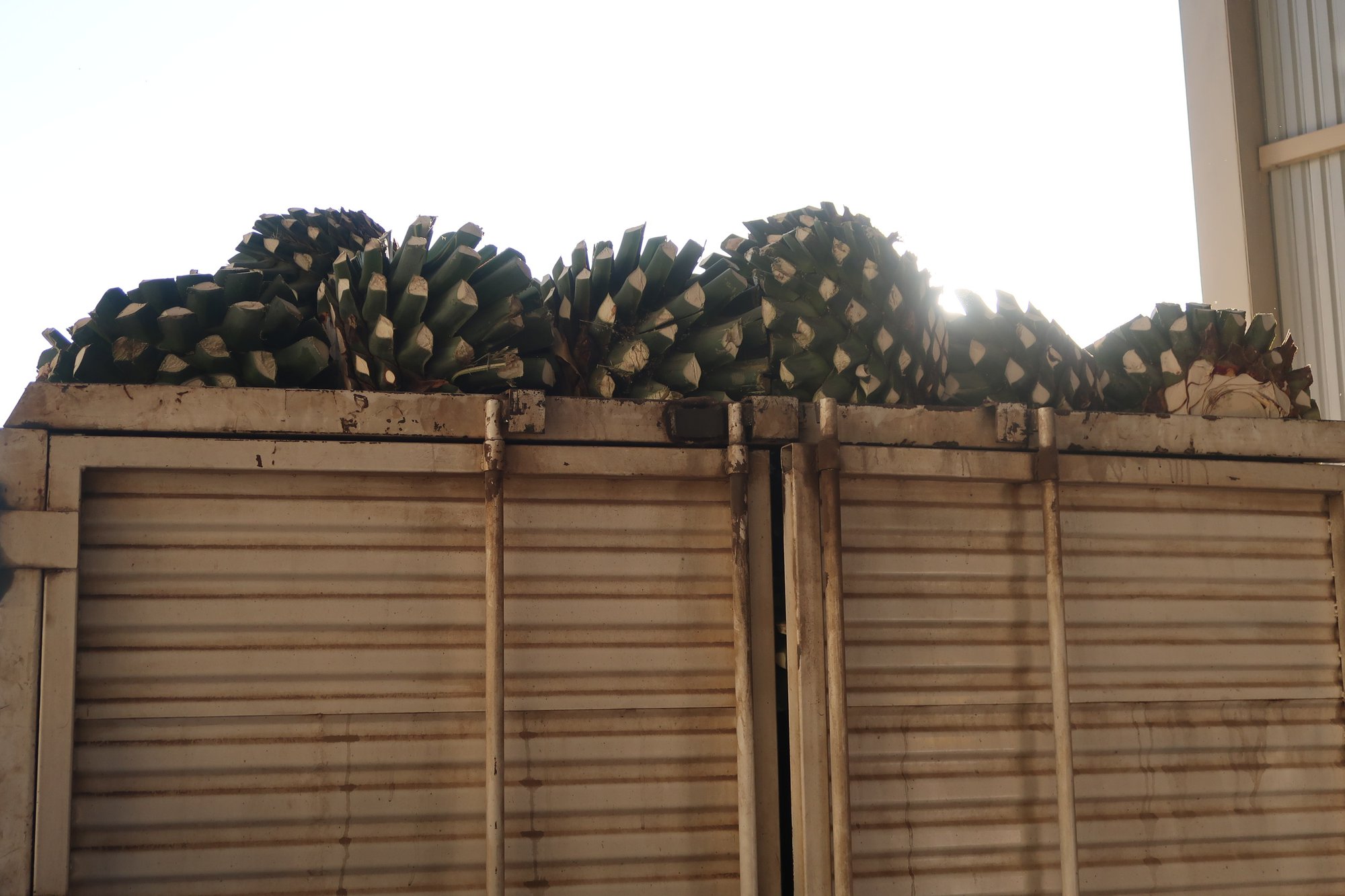 Global Agave Syrup Supply: Opportunities and Challenges for Food Brands